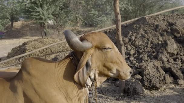 Side Portrait Gir Cattle Sunlight Village Farm Gujarat Índia Perto — Vídeo de Stock