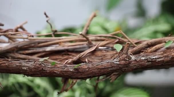 Μυρμήγκια Κοπής Φύλλων Κλαδί Δέντρου — Αρχείο Βίντεο