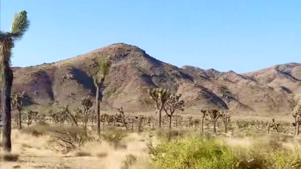 Wüstenszenen Aus Dem Joshua Tree Nationalpark Kalifornien — Stockvideo
