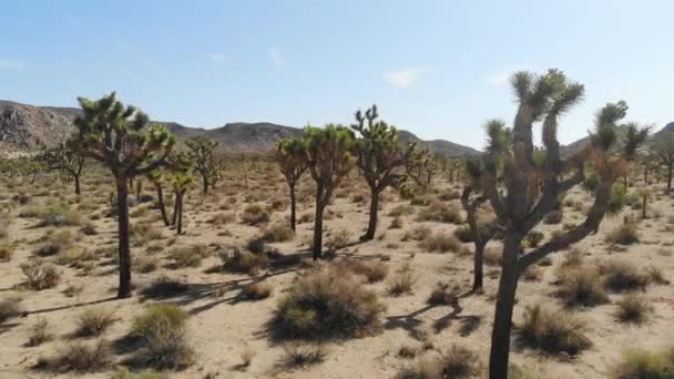 Joshua Tree Ulusal Parkı Kaliforniya Dan Çöl Sahneleri — Stok video