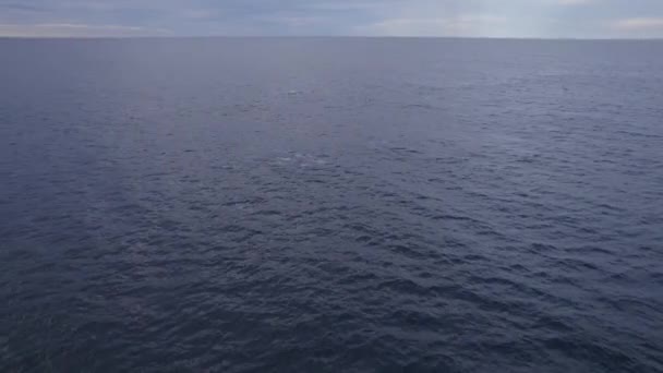Rorquals Bosse Nageant Dans Mer Bleue Ouverte Lever Soleil Australie — Video
