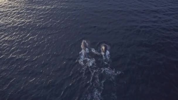 Aerial View Humpback Whales Megaptera Novaeangliae Swimming Sea — Stock Video