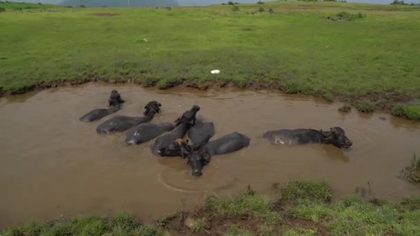 Buffalo Παίρνει Λάσπη Για Ξεφύγουν Από Ζέστη Του Καλοκαιριού Στη — Αρχείο Βίντεο