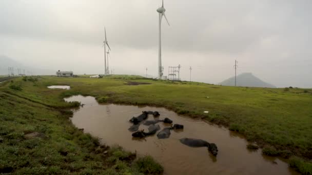 Water Buffaloes Wallowing Pond Wind Turbines Foggy Sky Background Wide — Stock Video