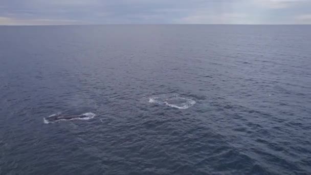 Ballenas Jorobadas Nadando Costa Australiana Madrugada Antena — Vídeos de Stock