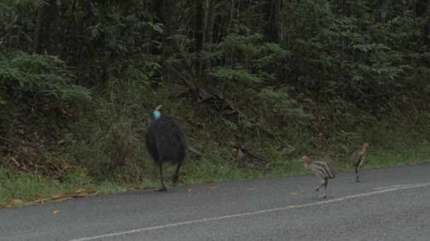 Ενηλίκων Και Ανηλίκων Cassowary Bird Περπάτημα Και Αναζήτηση Τροφής Στο — Αρχείο Βίντεο