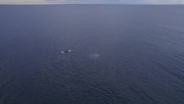 Вид Воздуха Горбатого Кита Плавающего Спокойном Синем Море — стоковое видео