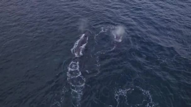 Bultrug Walvis Die Water Blaast Ademen Oceaan Nsw Australië Vanuit — Stockvideo