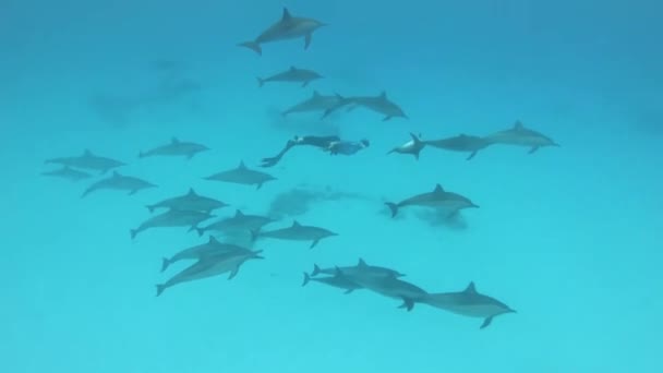 Freediving Pod Bottelaars Dolfijnen Marsa Alam Egypte Rode Zee — Stockvideo