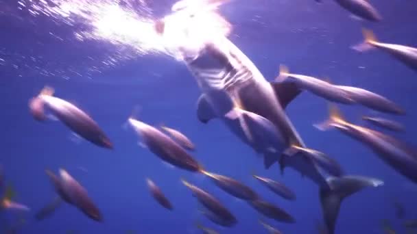 グレートホワイトシャーク攻撃とチェイスオーストラリアのビクトリア州の深い青い海の下のケージの近くの餌 ハメ撮り — ストック動画