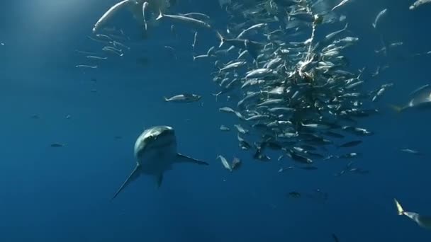 Mergulhador Encontra Grande Tubarão Branco Predador Ápice Ponto Vista Mergulhador — Vídeo de Stock