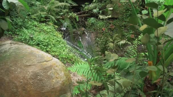 Plantas Verdes Follaje Fresco Entorno Selva Tropical — Vídeo de stock