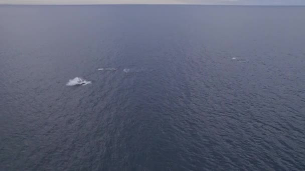 Vista Aerea Delle Megattere Che Soffiano Acqua Infrangono Nel Mare — Video Stock