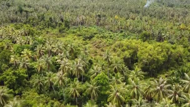 Drone Antenne Uitzicht Regenwoud Jungle Palmbomen Kokosnoot Natuur Flora Fauna — Stockvideo