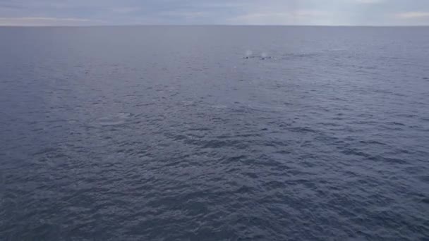 Group Humpback Whales Swimming Open Waters Sea Australia Aerial — Stock Video