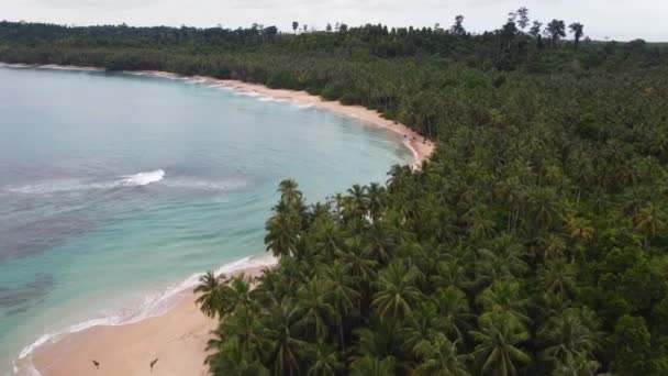 Drone Tiro Aéreo Floresta Tropical Selva Coqueiros Palmeiras Areia Praia — Vídeo de Stock