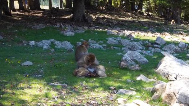 Filmación Barbary Macaque Macaca Sylvanus Monos Los Bosques Las Montañas — Vídeo de stock