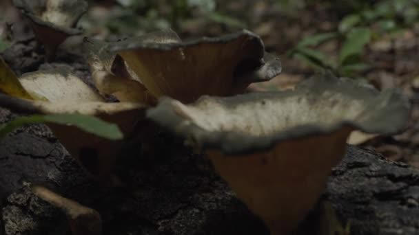 Cogumelos Fungos Tronco Árvore Morta Floresta Tropical Parque Nacional Daintree — Vídeo de Stock