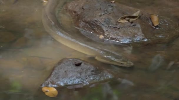 Enguia Água Doce Nadando Águas Rasas Emmagen Creek Cape Tribulation — Vídeo de Stock