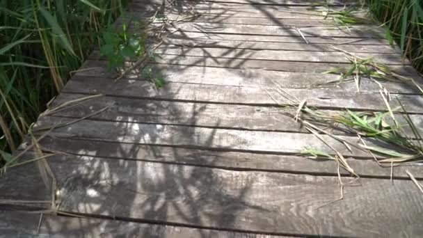 식물로 뒤덮인 다리를 걸으라 — 비디오