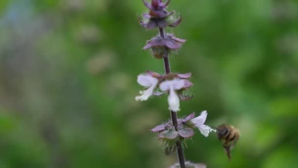 Westliche Honigbiene Schwebt Basilikumblüten Garten Nahaufnahme — Stockvideo