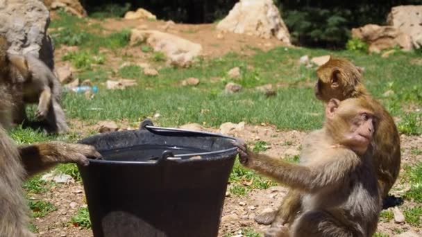 Footage Barbary Macaque Macaca Sylvanus Monkeys Forests Atlas Mountains Morocco — Stock Video
