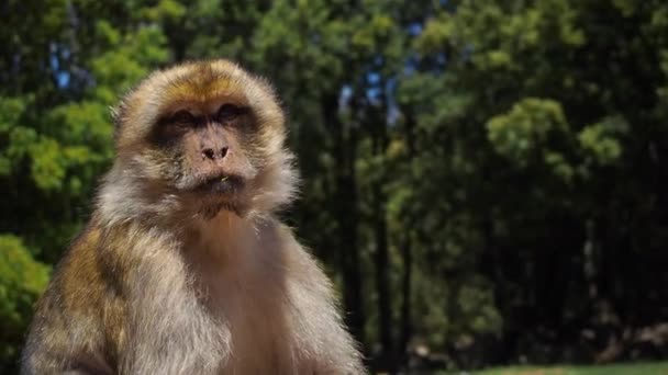 Aufnahmen Eines Einzigen Berberaffen Macaca Sylvanus Affen Aus Den Wäldern — Stockvideo