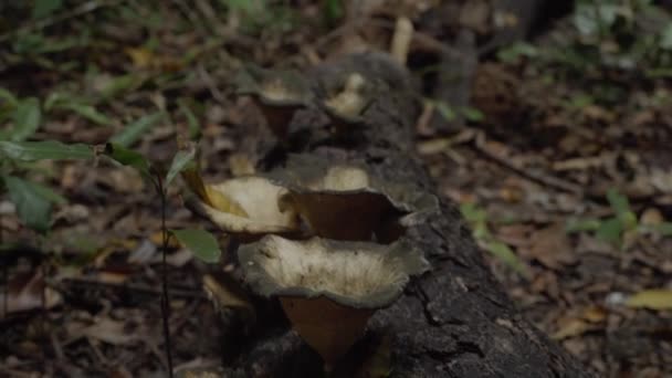 Mushrooms Grown Tree Log Ground Rainforest Daintree National Park Qld — Stock Video