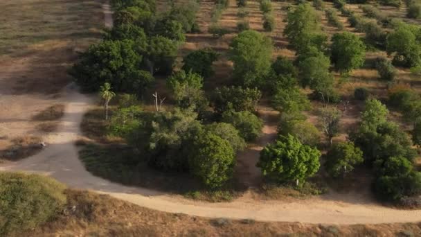 Aerial Transitional View Dry Dirt Road Trees Wide Shot Tel — Stock Video