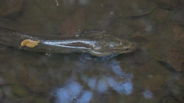 Closeup Freshwater Eel Shallow Water Emmagen Creek North Queensland Australia — วีดีโอสต็อก