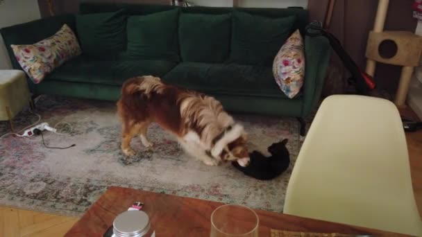 一只大狗和一只小猫之间不平等的争斗 勇敢的猫用摔跤技术来保护自己 — 图库视频影像