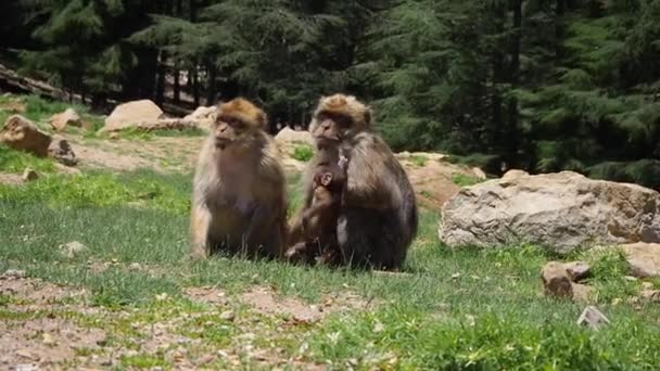 Filmación Barbary Macaque Macaca Sylvanus Monos Los Bosques Las Montañas — Vídeo de stock