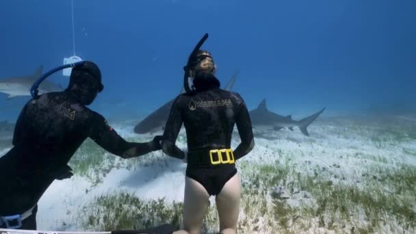 Two Brave Snorkeling Couple Swim Very Close Swarm Tiger Sharks — Stock Video