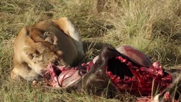 Kenya Masai Mara Taze Bir Avın Etini Yiyen Bir Aslan — Stok video