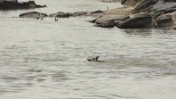 Gnous Bat Pour Air Alors Crocodile Tire Sous Eau Dans — Video