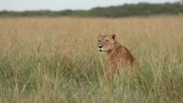 Kenya Masai Mara Nın Uzun Otlarında Oturan Izleyen Bir Dişi — Stok video