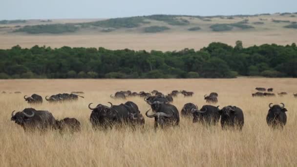 Flock Cape Buffalo Som Sakta Vandrar Genom Torr Gräsmark Masai — Stockvideo