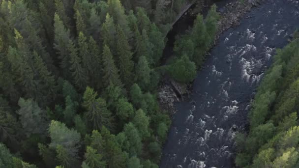 美しい森の隣にある水流川の4Kドローントップビューショット — ストック動画