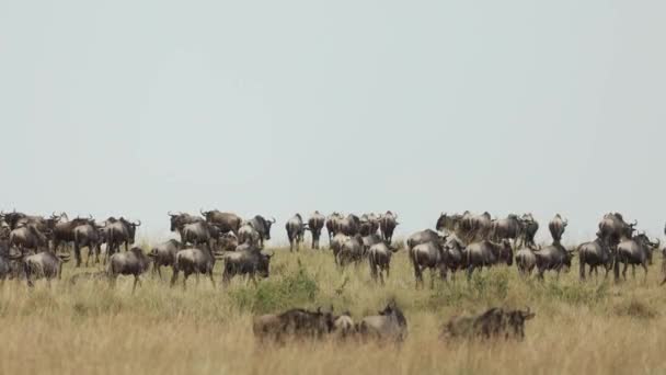 Velké Stádo Pakoňů Kráčející Pod Širým Nebem Keňské Masai Mara — Stock video