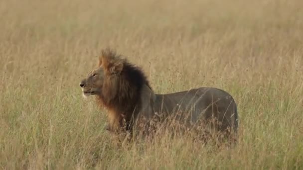 Lion Crinière Noire Allonge Disparaît Dans Longue Herbe Masai Mara — Video