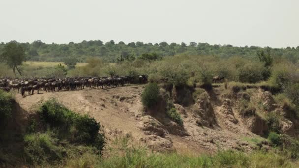 Stádo Nervózních Pakoňů Připravuje Přechod Přes Řeku Keňské Masai Mara — Stock video