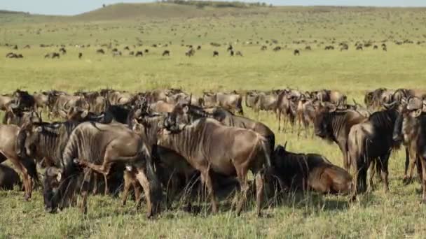 Uma Grande Manada Gnus Descansando Uma Planície Aberta Durante Grande — Vídeo de Stock