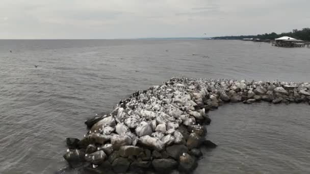 Aves Aquáticas Ocupadas Perto Mobile Bay Alabama — Vídeo de Stock