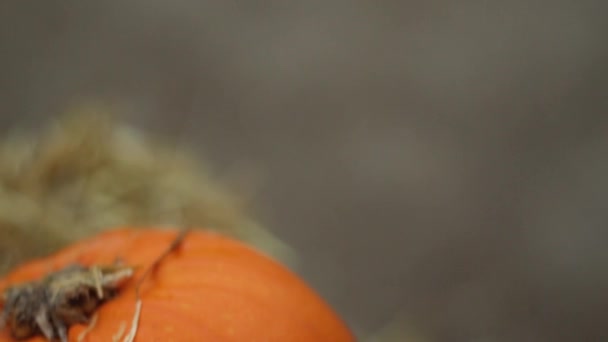 Halloween Pumpor Halm Kameran Rör Sig Över Toppen — Stockvideo