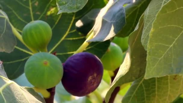 Figs Segar Pohon Pohon — Stok Video