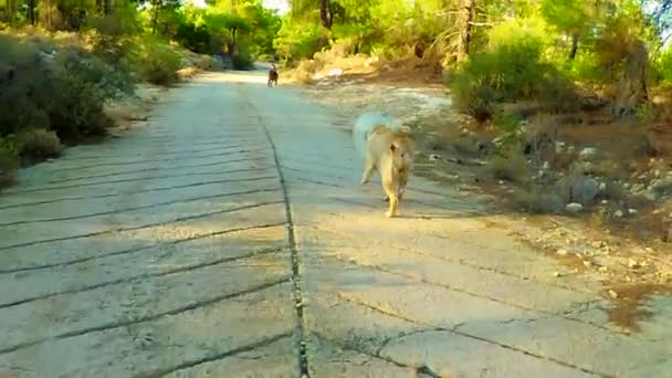 10Km Wandelen Bergen Met Honden Bergafwaarts Terugweg Naar Huis — Stockvideo