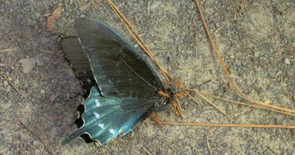 Macro Hormigas Trabajando Juntas Mientras Arrastran Sobre Una Mariposa Muerta — Vídeo de stock