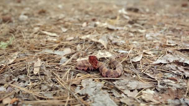 Kis Fiatal Nyugati Gyapotszáj Agkistrodon Piscivorus Leucostoma Szárított Leveleken Pihen — Stock videók