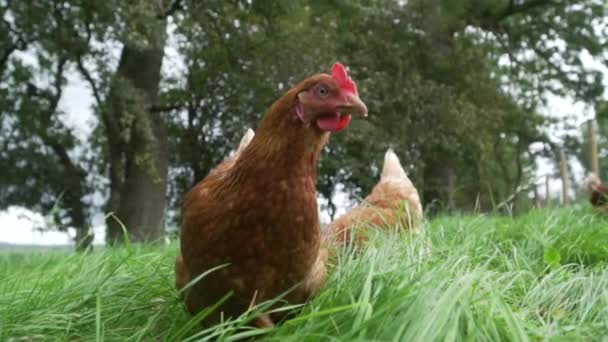 Pollo Rango Libre Cámara Lenta Mirando Cámara Caminando — Vídeos de Stock