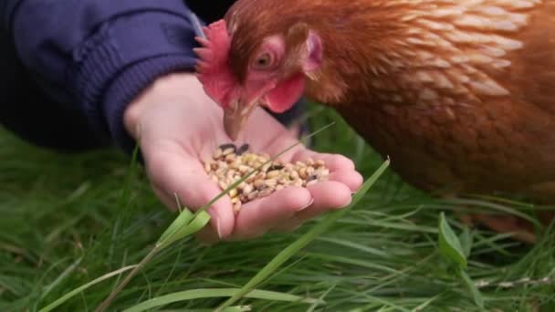 Медленное Движение Свободного Диапазона Курица Клевать Пищу Руки — стоковое видео